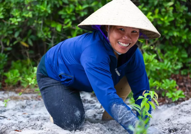 Herstel van duinbossen in Vietnam: bijna uitgestorven boomsoort keert terug 
