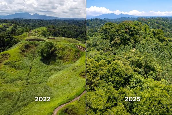 resultaten herbebossingsproject op sulawesi