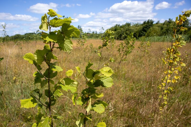 Jong bos (Brabant)