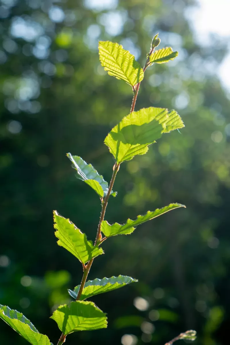 Young tree
