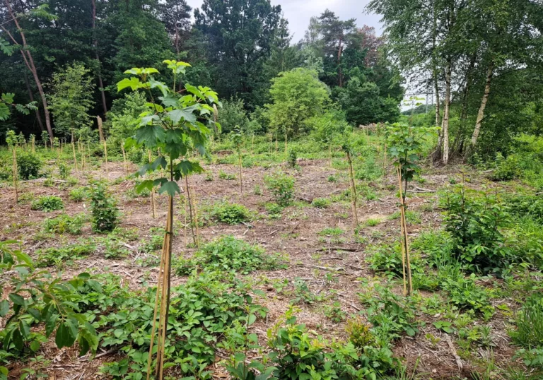 10.840 nieuwe bomen voor een sterker bos in Peel en Maas: update 2025-2026