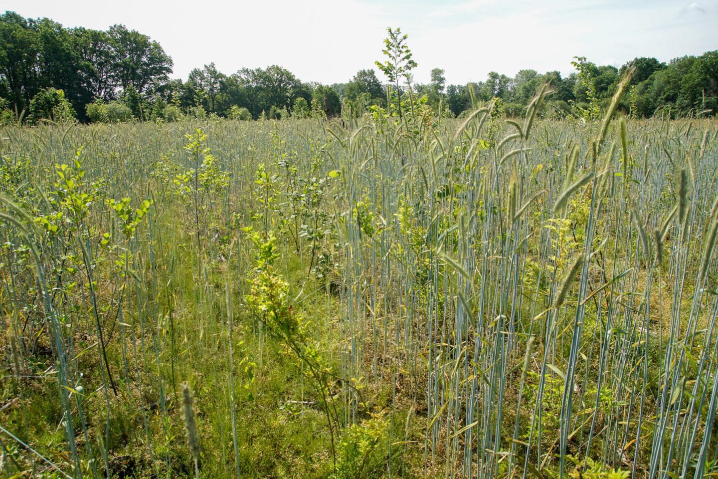 aanplant-groene-woud