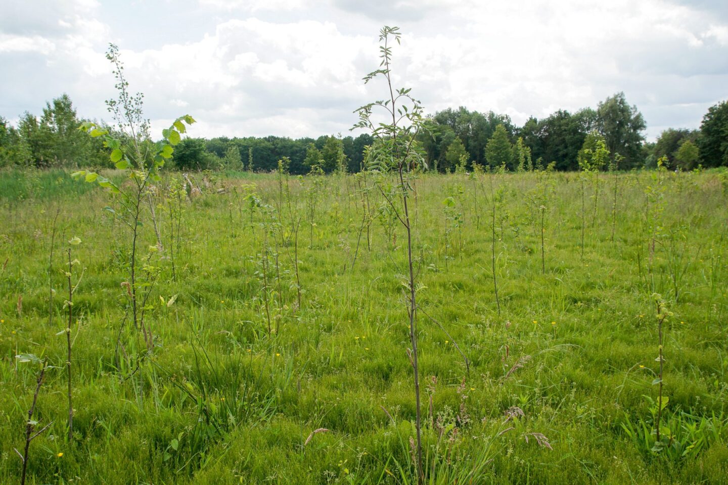 aanplant-groene-woud