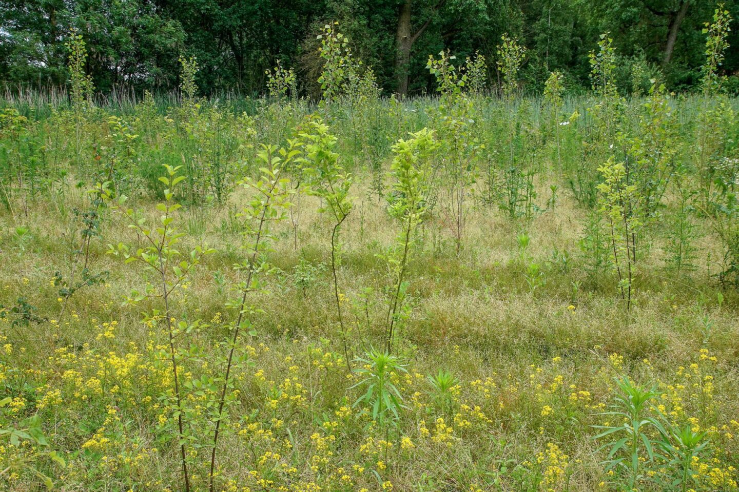 aanplant-groene-woud