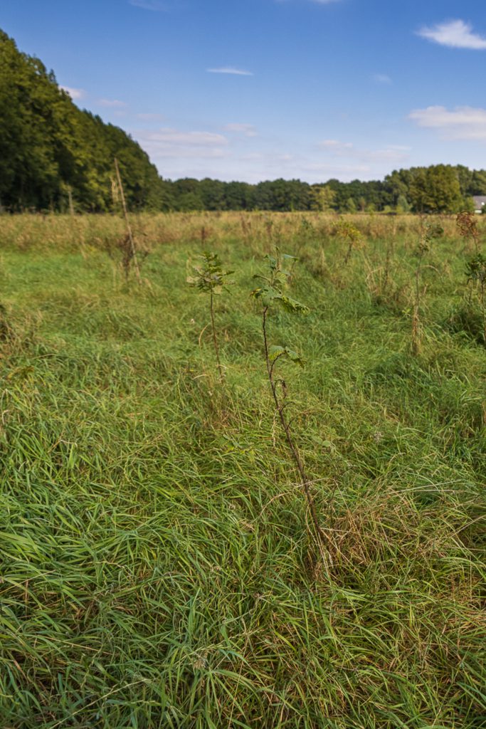 aanplant-2021-groene-woud