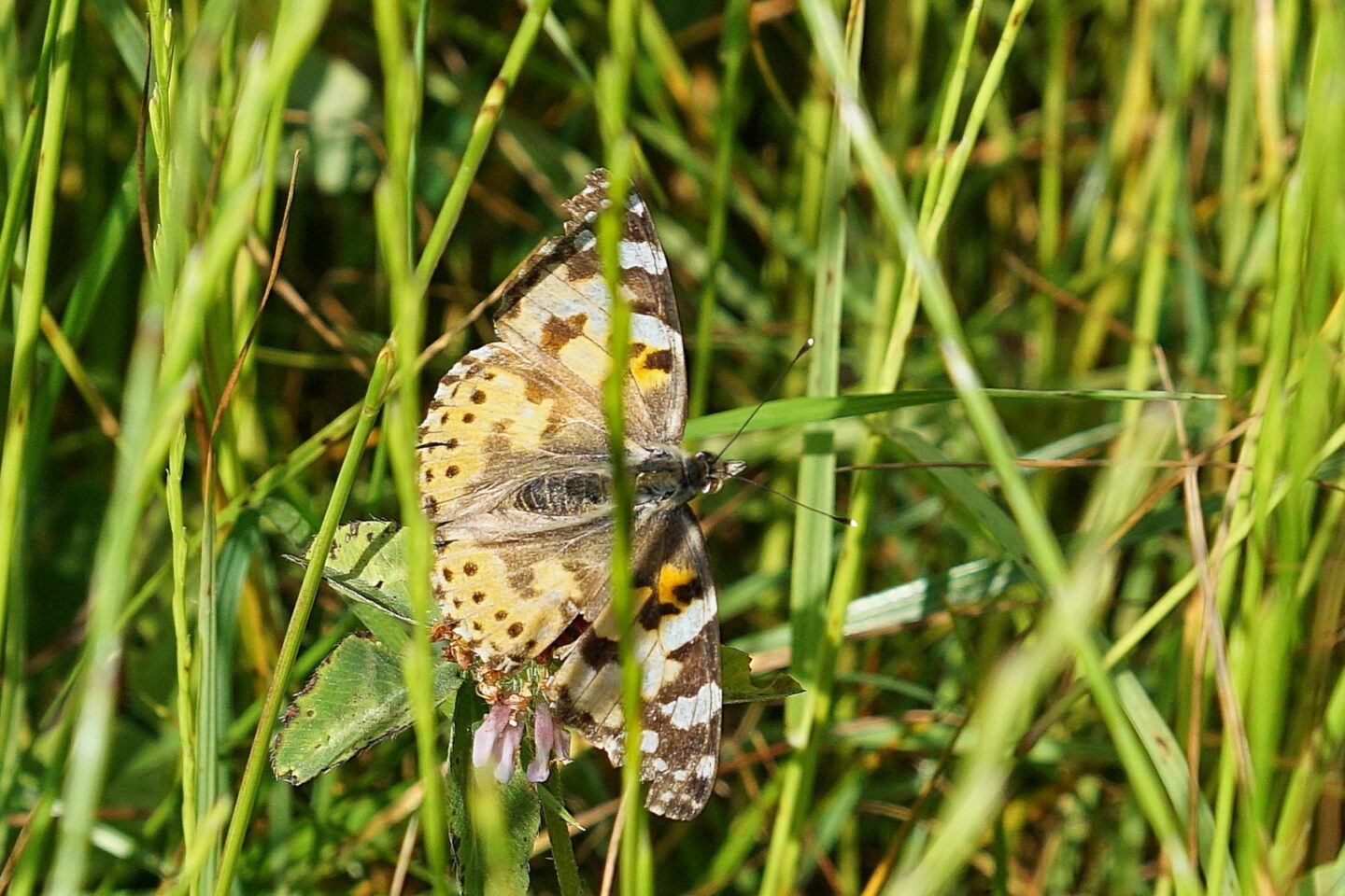 distelvlinder-groene-woud