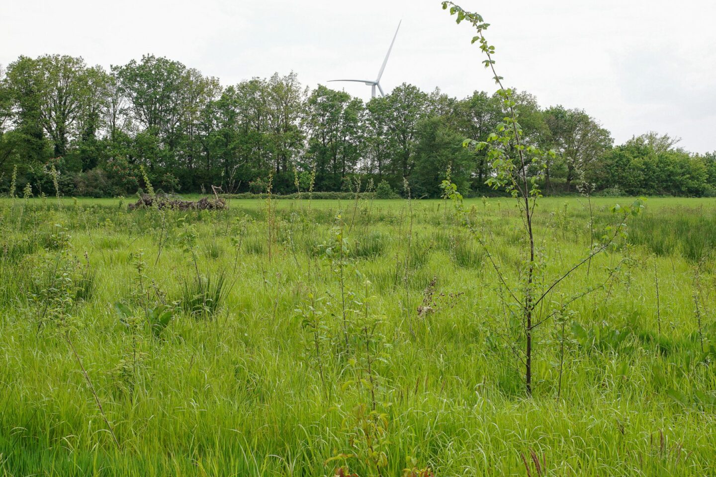 aanplant-groene-woud