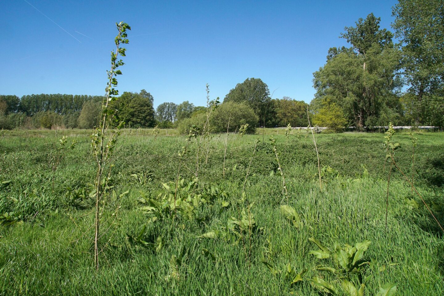 aanplant-groene-woud