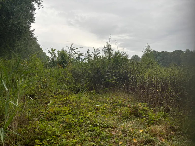 jarle-het-groene-woud_4915389448106aad4f8bef7a057f3a5c.png
