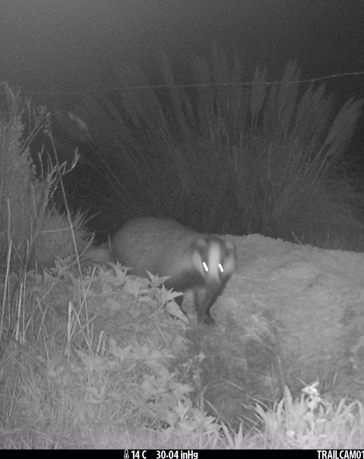 das wildcamera