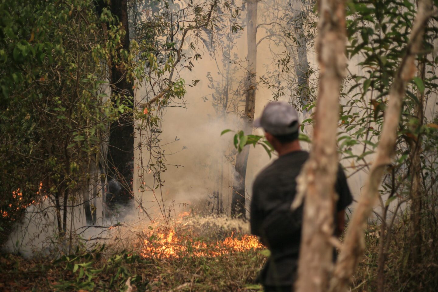 bosbranden-borneo