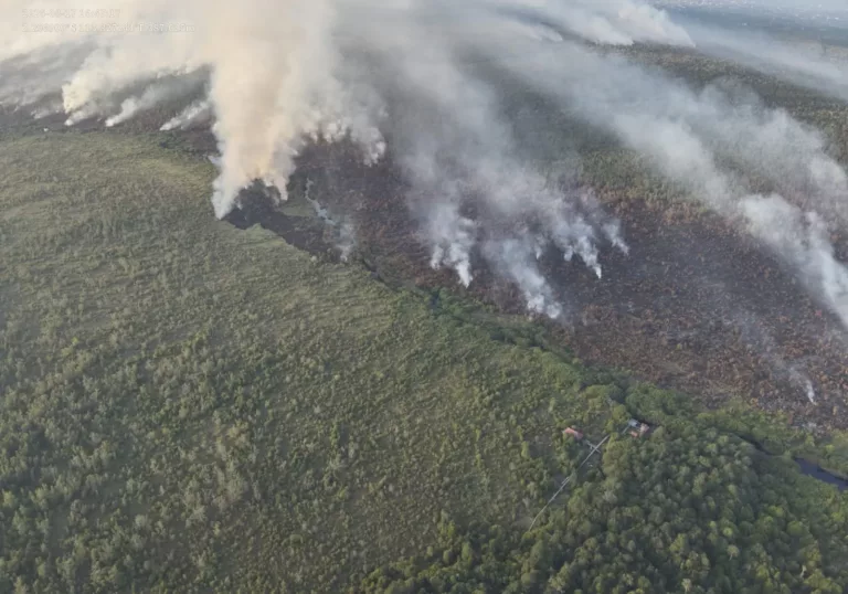 Bosbranden op Borneo: de laatste updates