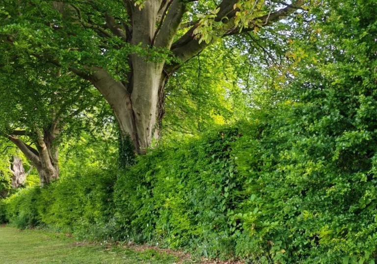 Trees for All steunt het Heggenfestijn: plant je mee?